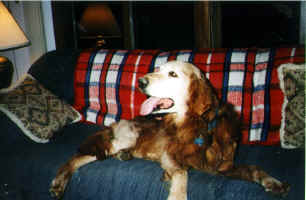 Sampson on Couch