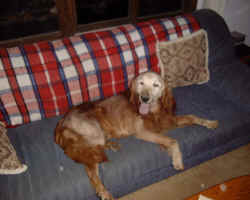 Sampson on Couch