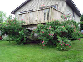 Old deck prior to demolition