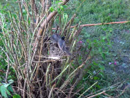 Robin's Nest
