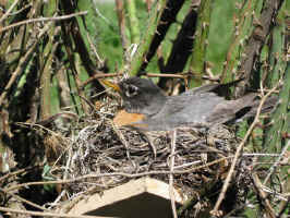 Mother on Nest