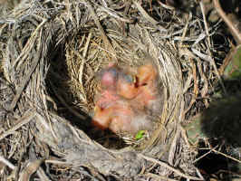 One-day old babies