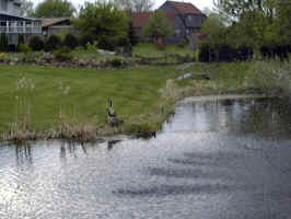 Our Pond with Fountain