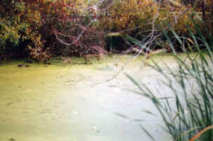 Ducks in the Pond